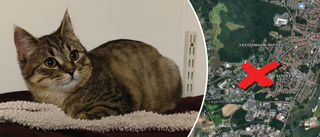 Katt dumpades ur bil i Fröslunda – räddades av vittne
