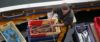 Brexit-problem för skotsk fisk till EU