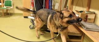Hunden – en del i polisens verktygslåda