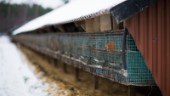 Danmarks minkar visar smittskyddets svagheter