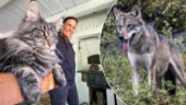 Oro efter att varg tagit katter – Lola Appel håller sina husdjur inomhus: "Det känns obehagligt"