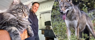 Oro efter att varg tagit katter – Lola Appel på Hedlandet håller sina husdjur inomhus: "Det känns obehagligt"