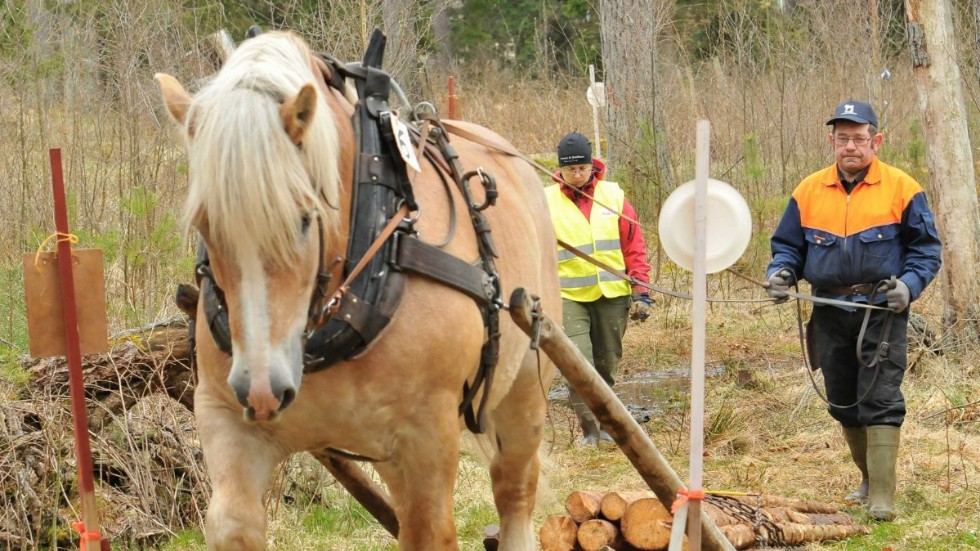 Kjell Brinkby med ardennerhästen Igor i delmomentet Kälkbana på JUF DM i skogskörning med häst. 
