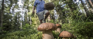 Sugen på att plocka svamp? Här får du hjälp att hitta godbitarna i Linköpingsskogarna
