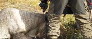 Renar dödade med kniv inför skolklass