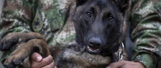 70 soldater söker efter hjältehund i Amazonas