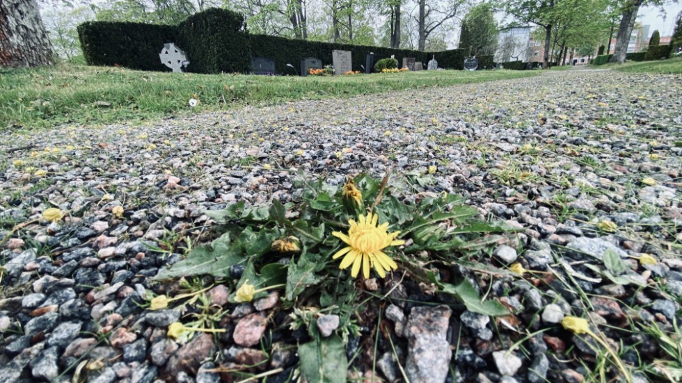 Insändarskribenten tycker att det är för mycket ogräs på Klosters kyrkogård.