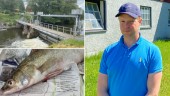 Tjuvfiskare tömmer Christineholms herrgård på gös 