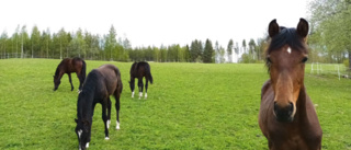 Flera unghästar på rymmen i Västerbotten – kan ha sprungit långt
