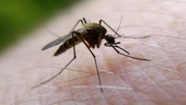 Konsten att mörda en mygga