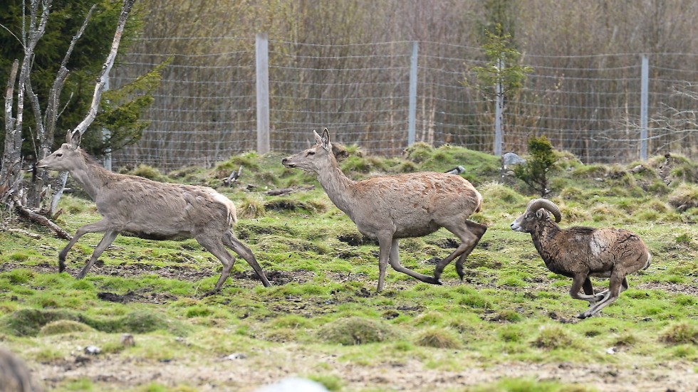 Vilthägn på Lagnö har fått ett första ja – målet 450 dovhjortar 90 ...