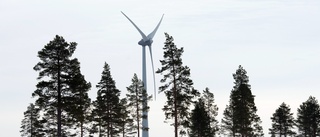 Vindkraften hotar både djur och natur