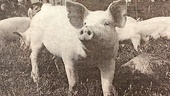 25 år sedan: Glada grisar på skogsbök