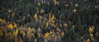 Skog i Västerbotten får besök – av minister Skog
