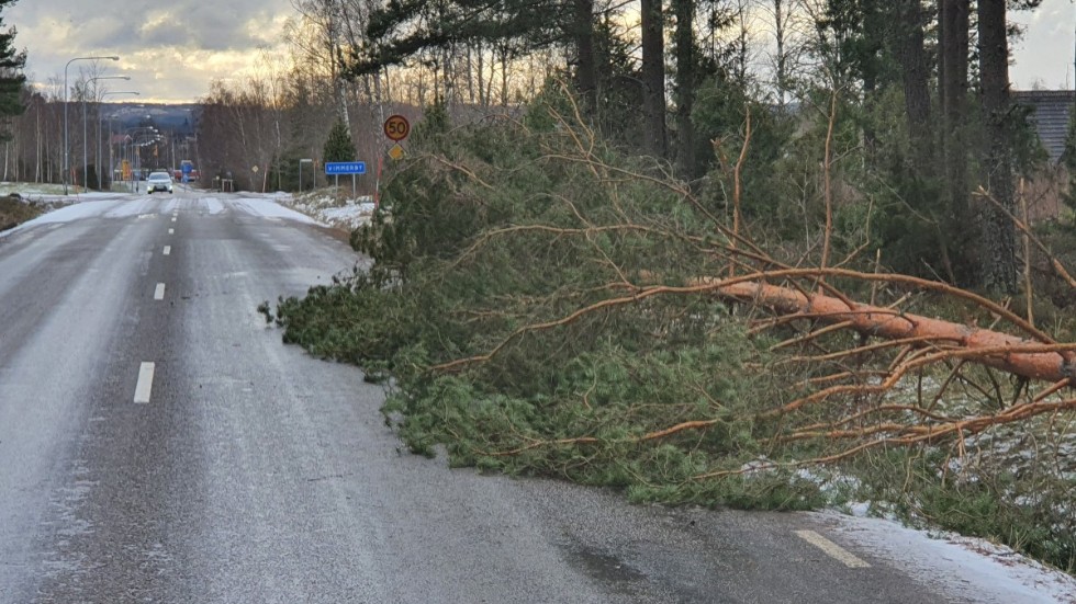 På Vennebjörkevägen strax utanför Vimmerby ligger ett träd delvis över vägbanan.