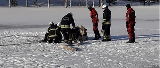 Ko gick igenom isen – räddades av räddningstjänsten