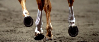 Veterinär anmäls för felbehandling av häst