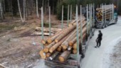 Skogens nyttor avgörande för Sveriges välstånd