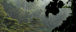 Varmare regnskogar ger överhettade träd