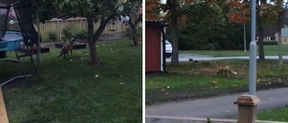 Här går räven runt i villaområdet i Linköping – boende fick påhälsning i trädgården