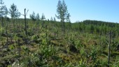 Stora betesskador i norra Sverige