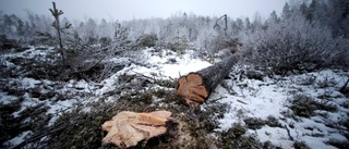 Då barnbarnsbarnen är 100 kan ni avverka