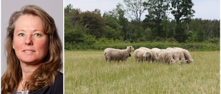 Svensk fårnäring hotas av rovdjurspolitiken