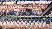 Finspång stoppar inköpen av kyckling: "Förskräckligt"