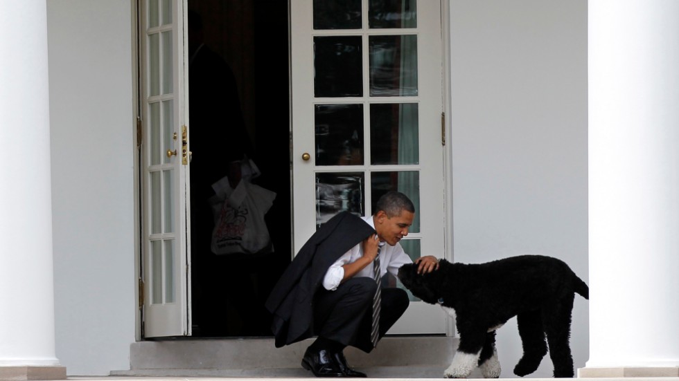 USA:s tidigare president Barack Obama tillsammans med sin portugisiska vattenhund Bo, utanför Ovala rummet.