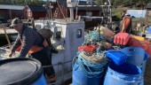 Industrifiske och sälar: Så påverkas kustfisket