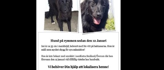 Uppdateringen: Försvunna hunden siktad i Västervik