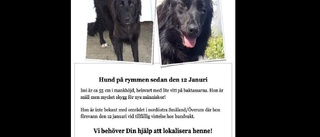 Uppmaningen: Ring om du ser bortsprungna hunden Issi