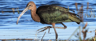 Sällsynt ibis lockar hundratals fågelskådare