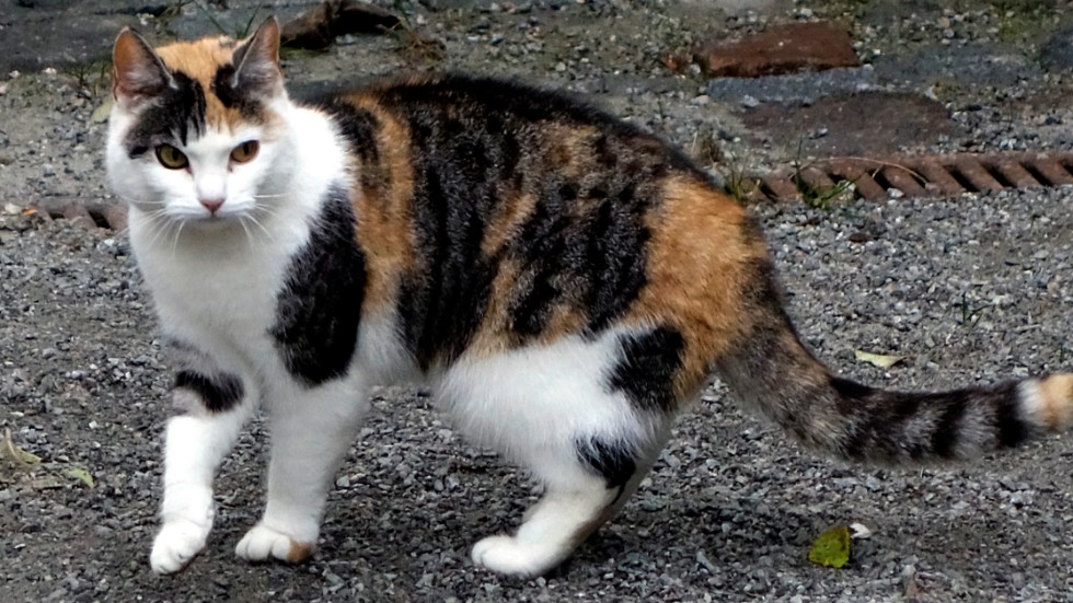 En katt (dock inte den på bilden) blev på torsdagen utkastad från en bil söder om Mörlunda.