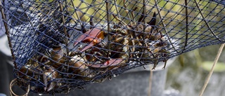 Fall av "avancerat tjuvfiske" av kräftor på Vättern