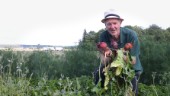 Firar 50 år som grönsaksodlare – öppnar ny gårdsbutik