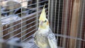 Fågeln Yuki rymde under hettan – flög till badstranden
