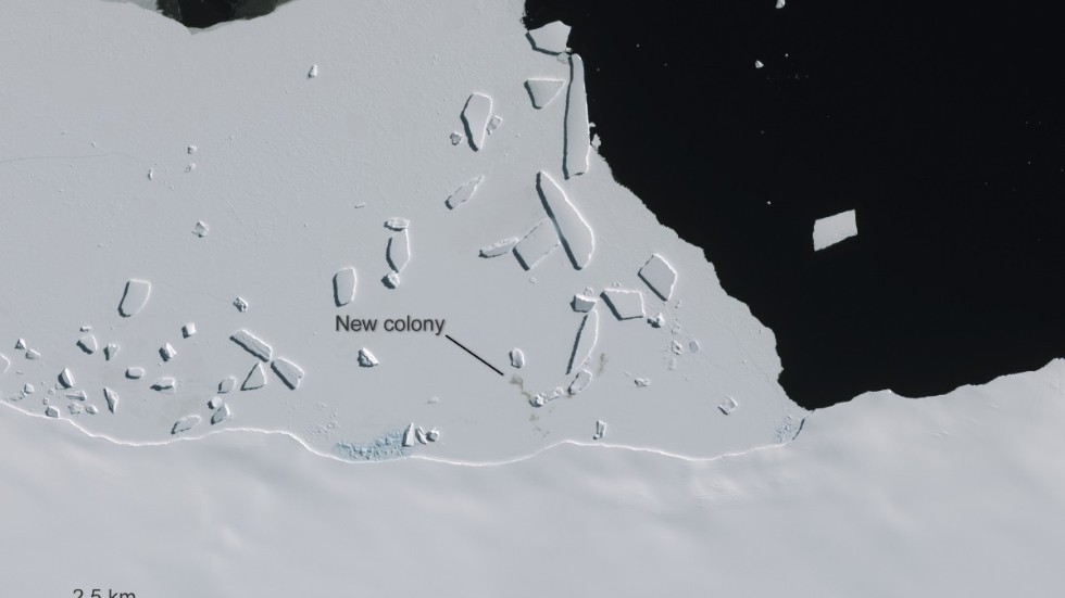 Satellitbilder visar en av de nyupptäckta kejsarpingvinkolonierna i Antarktis.