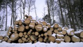 Är hyggesfritt skogsbruk svaret på alla frågor?