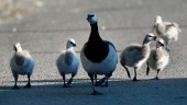 Fågelinfluensa hos vilda fåglar i Sverige