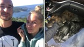 Marielle och Christoffer räddade två hundar från att bli påkörda: "Hade änglavakt"