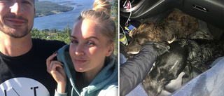 Marielle och Christoffer räddade två hundar från att bli påkörda: "Hade änglavakt"