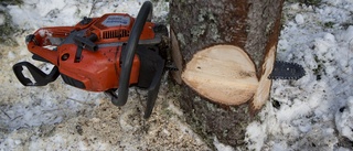 75-årig tant lejde hjälp för att kapa grannens träd – Döms men slipper skadestånd