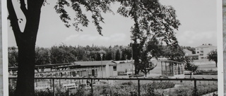 Fridtunatäppan sågs i Vasaparken