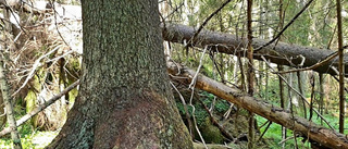 Sveriges högsta gran angripen av barkborrar