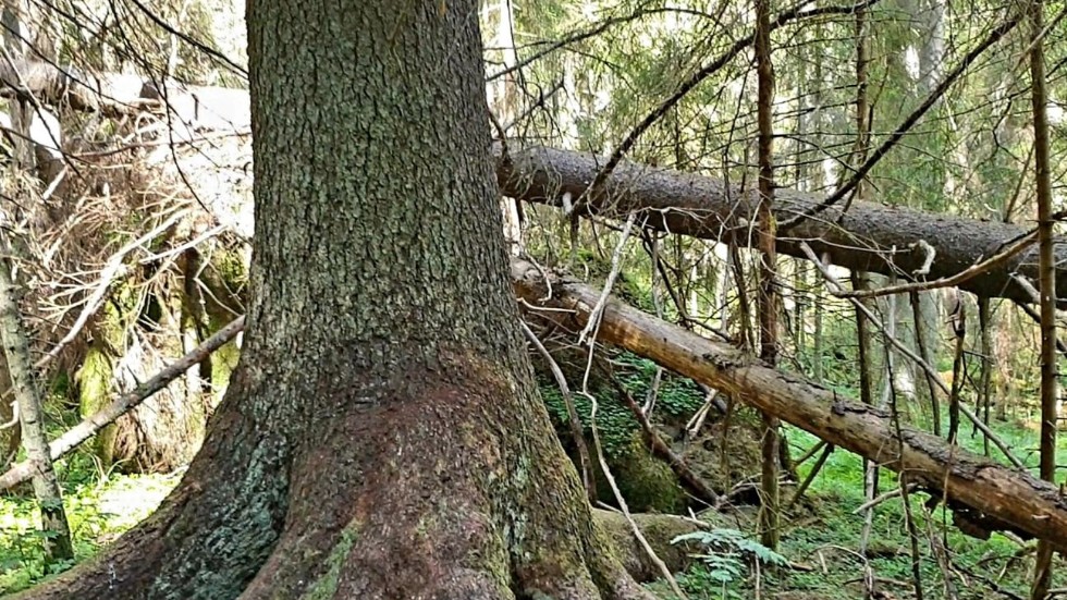 Sveriges högsta gran, den så kallade Mölnbackagranen, är angripen av granbarkborren och kommer att dö. Runt stammen syns så kallat borrmjöl.