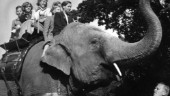 Elefant skapade tumult på Skänninge marken
