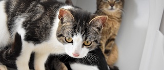 Uppmaningen från länsstyrelsen: Håll era katter inomhus