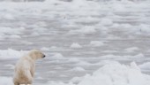 Här jagar isbjörnar på unikt sätt – utan havsis