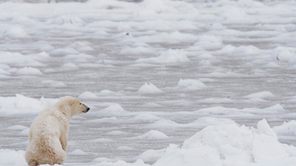 Det finns omkring 25|000 isbjörnar i världen – men arten hotas av ett allt varmare klimat. Arkivbild.